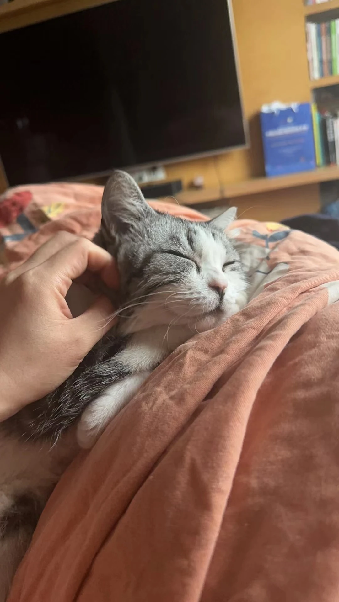 暖色の毛布に横たわり、目を閉じる猫。手が頭を優しく撫でている。